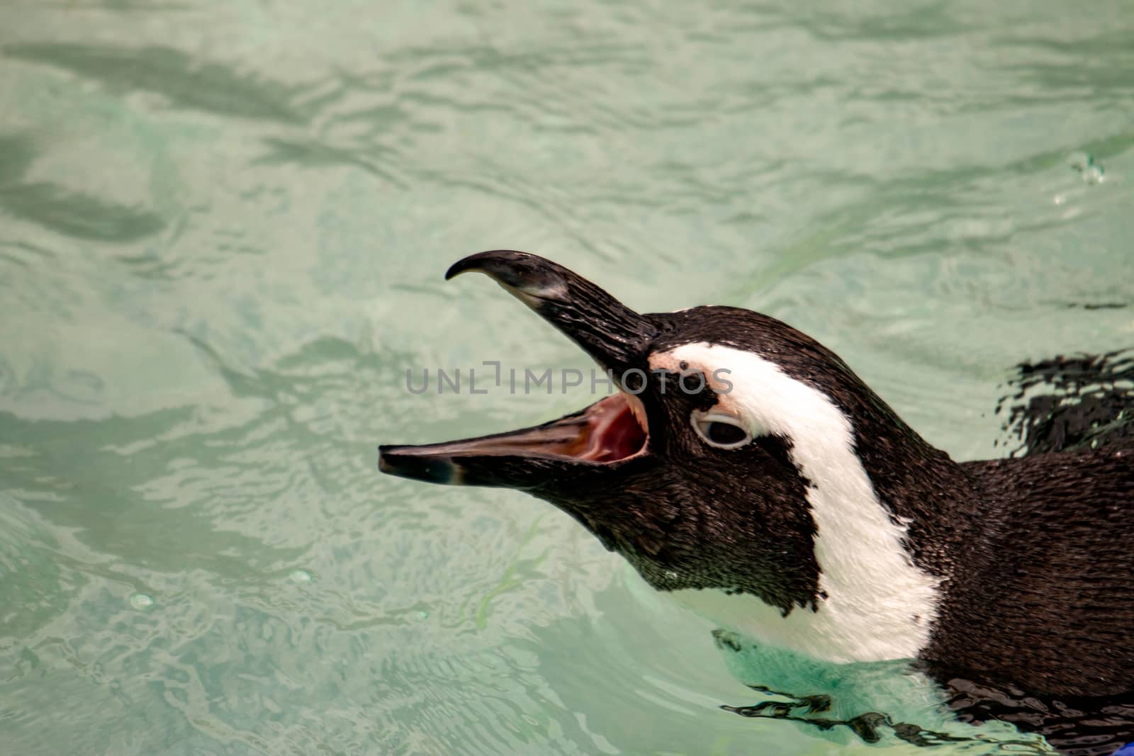 African Penguin. An African Penguin on a beach in Southern Africa