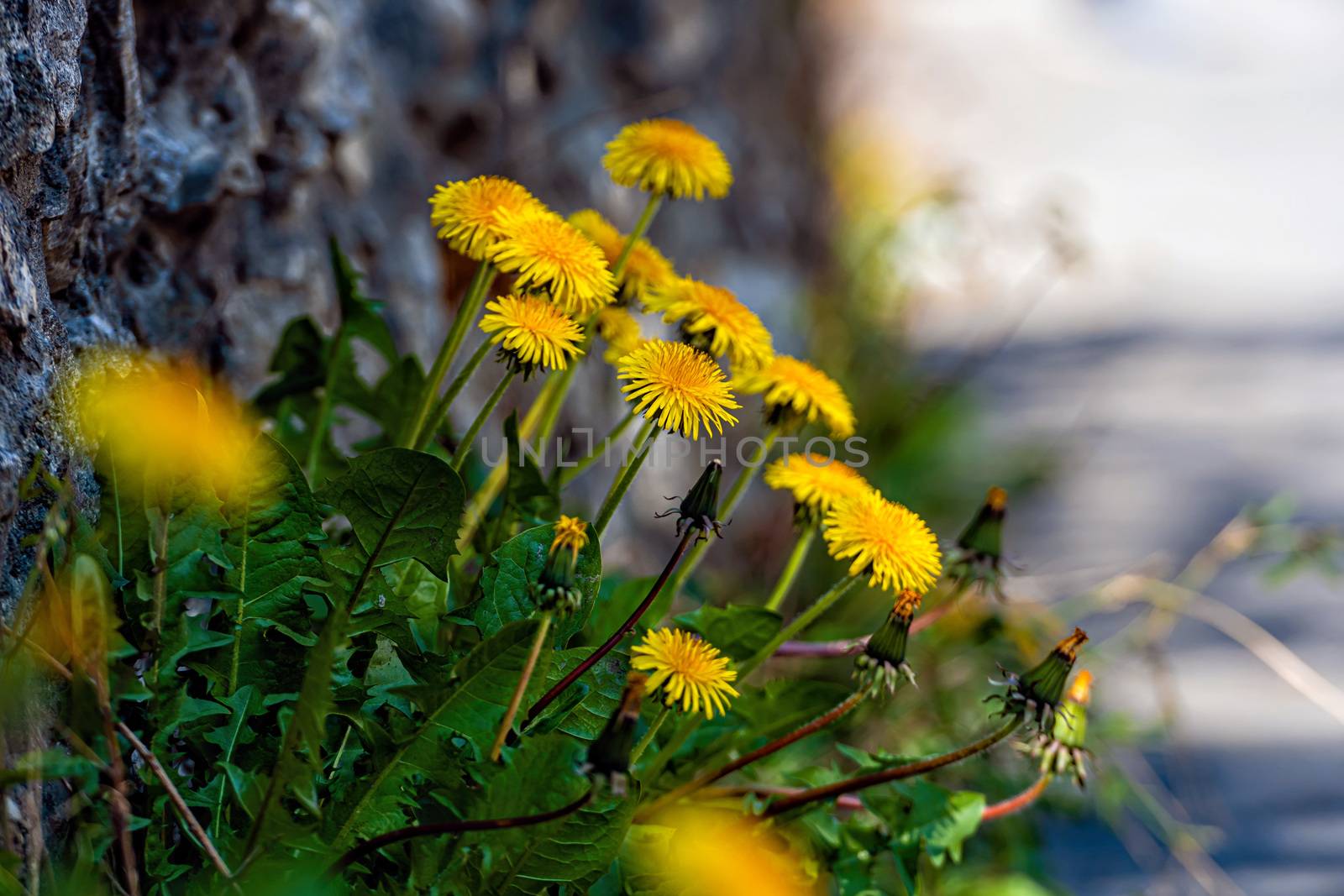 lots of yellow dandelions on a defocused background - image