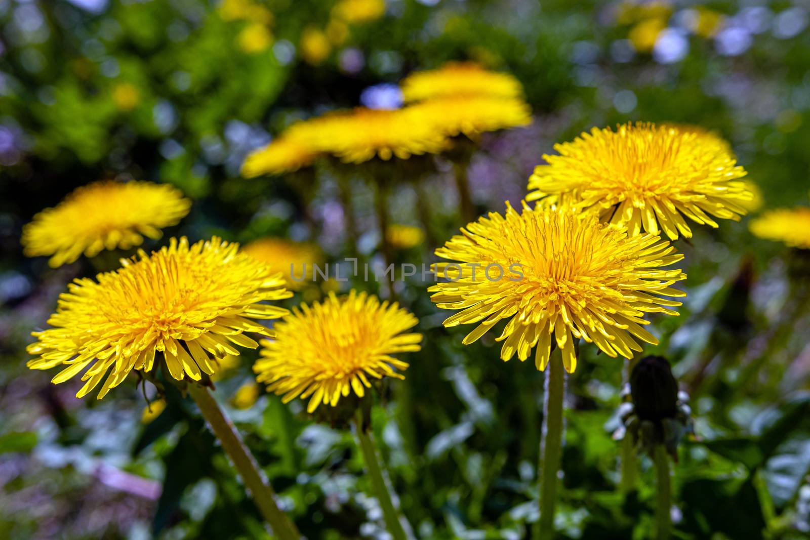 Yellow dandelions. Bright flowers dandelions on background of green spring meadows - image