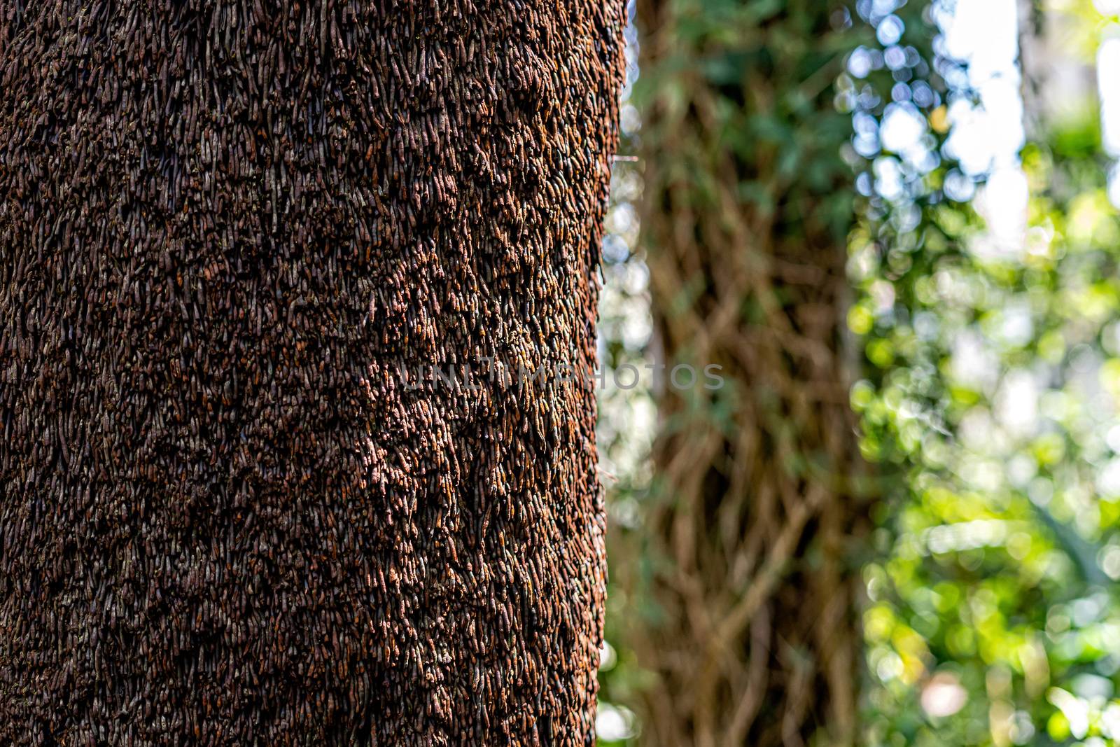 Close-up of a tree trunk fragment in a forest on a sunny day - image