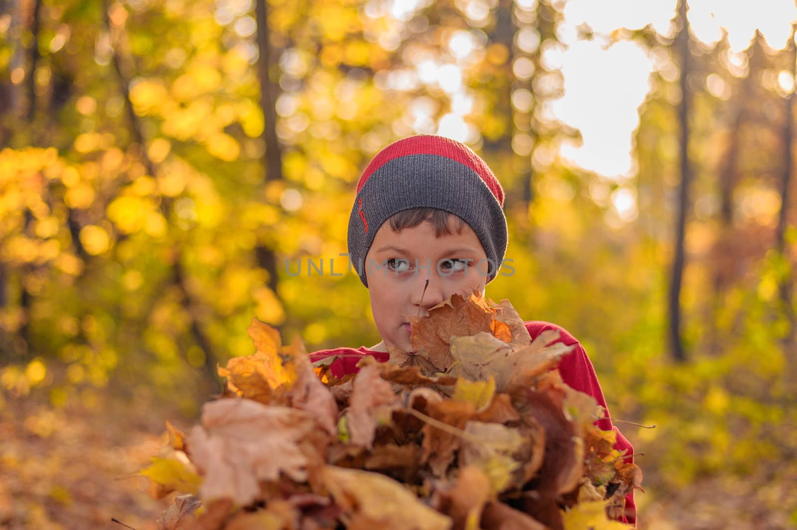 cute schoolboy holds a lot of fallen autumn yellow leaves in his hands
