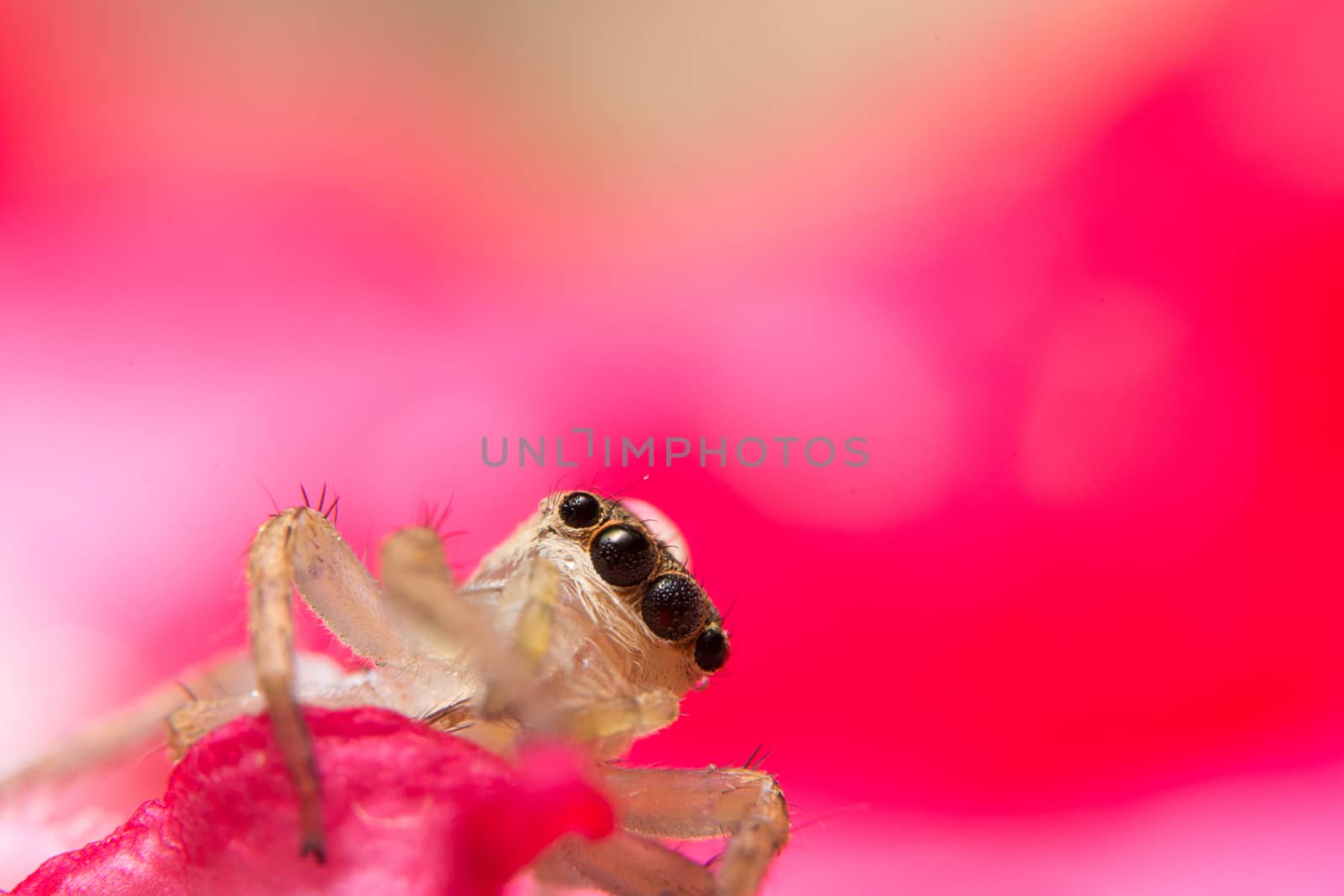 Macro spider on a branch of a leaf