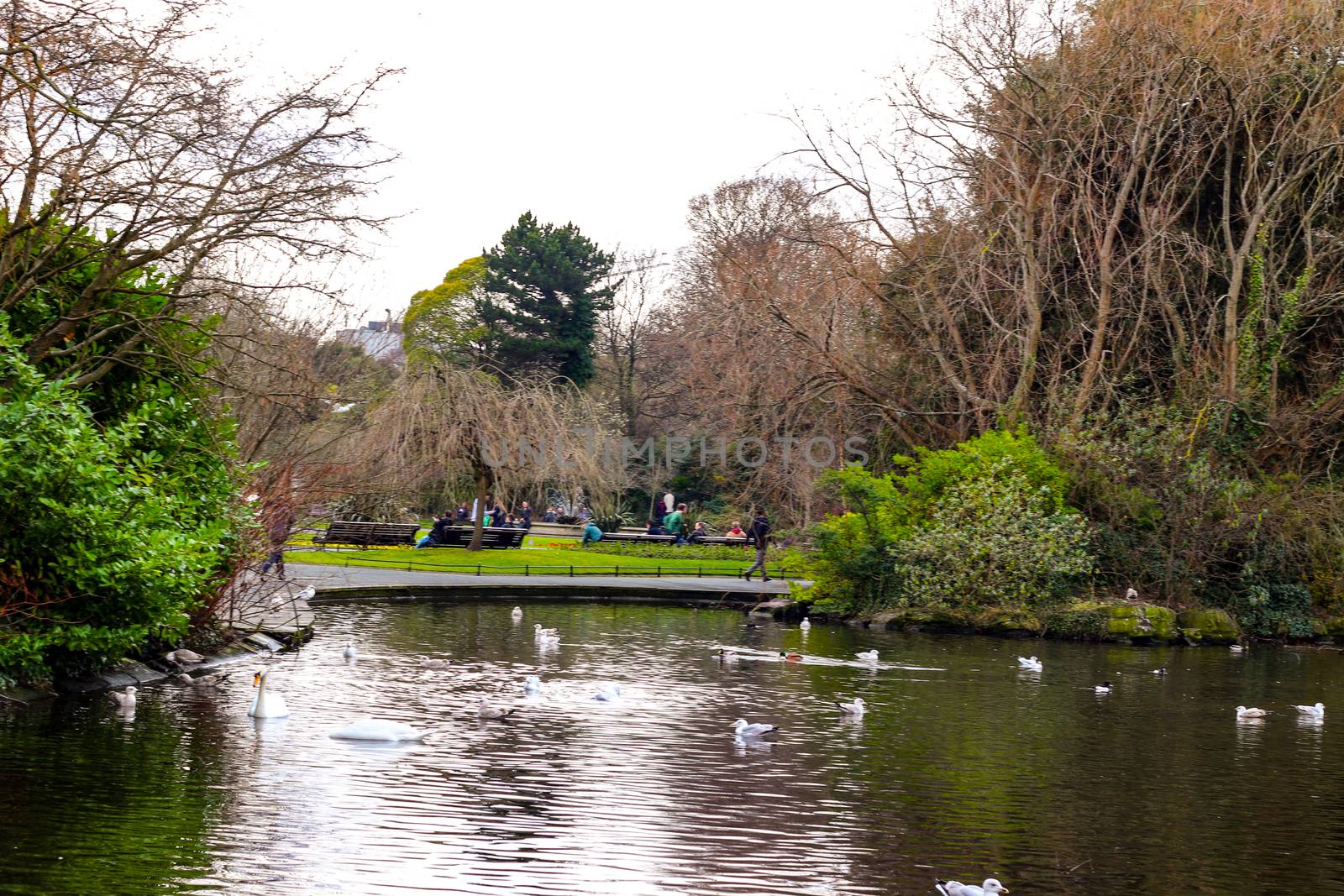 A park in dublin ireland that has lots of gulls on it.