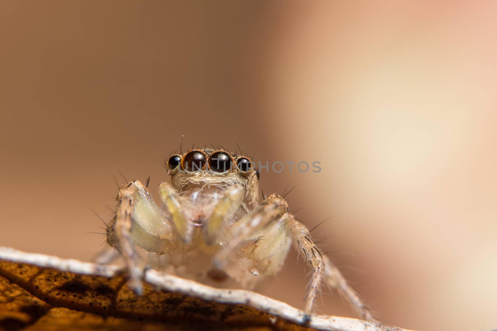 Macro spider on a branch of a leaf