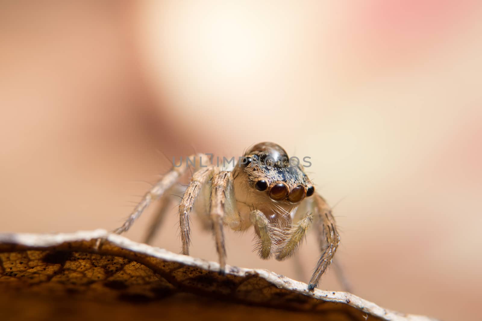 Macro spider on a branch of a leaf