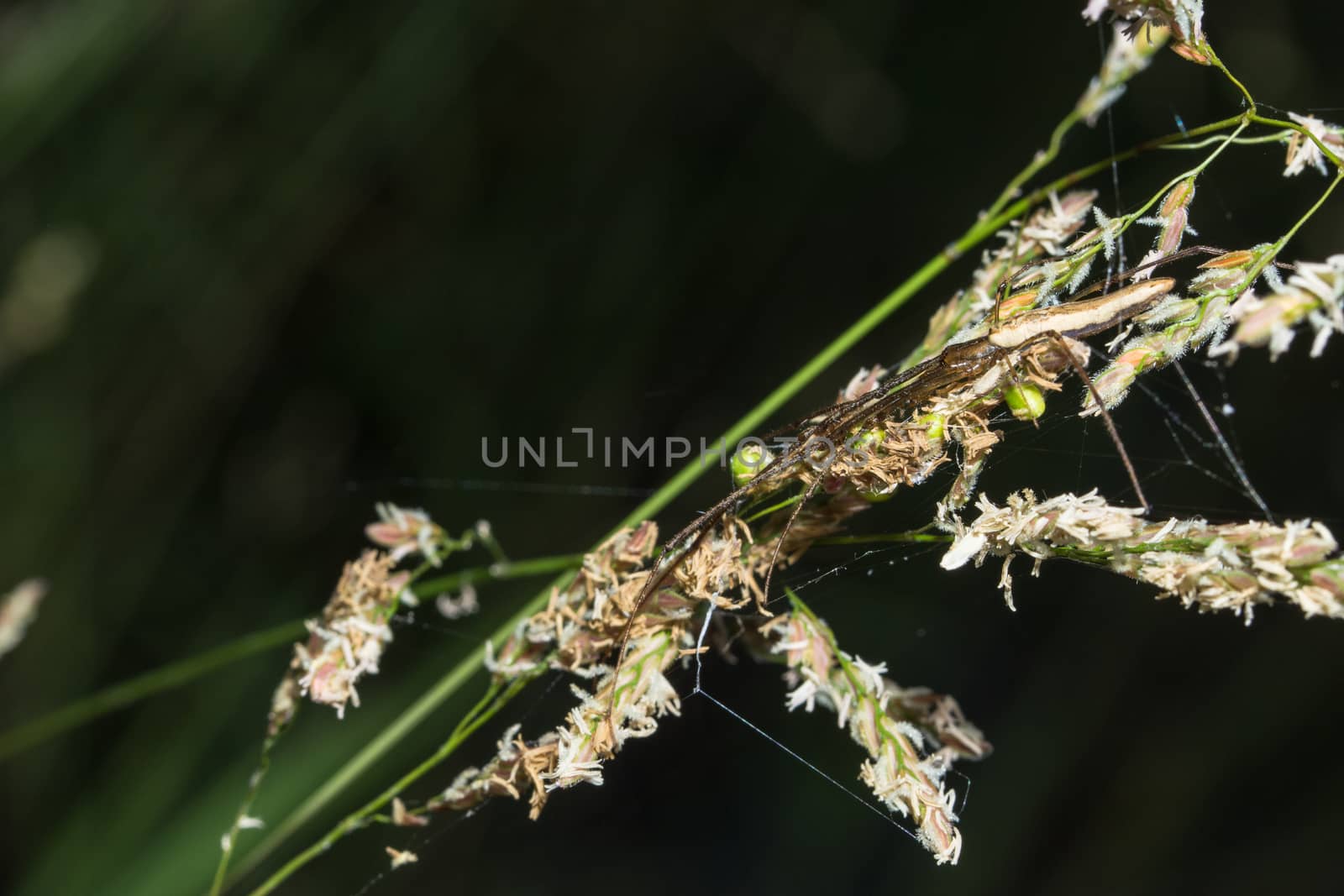 Macro spider on grass