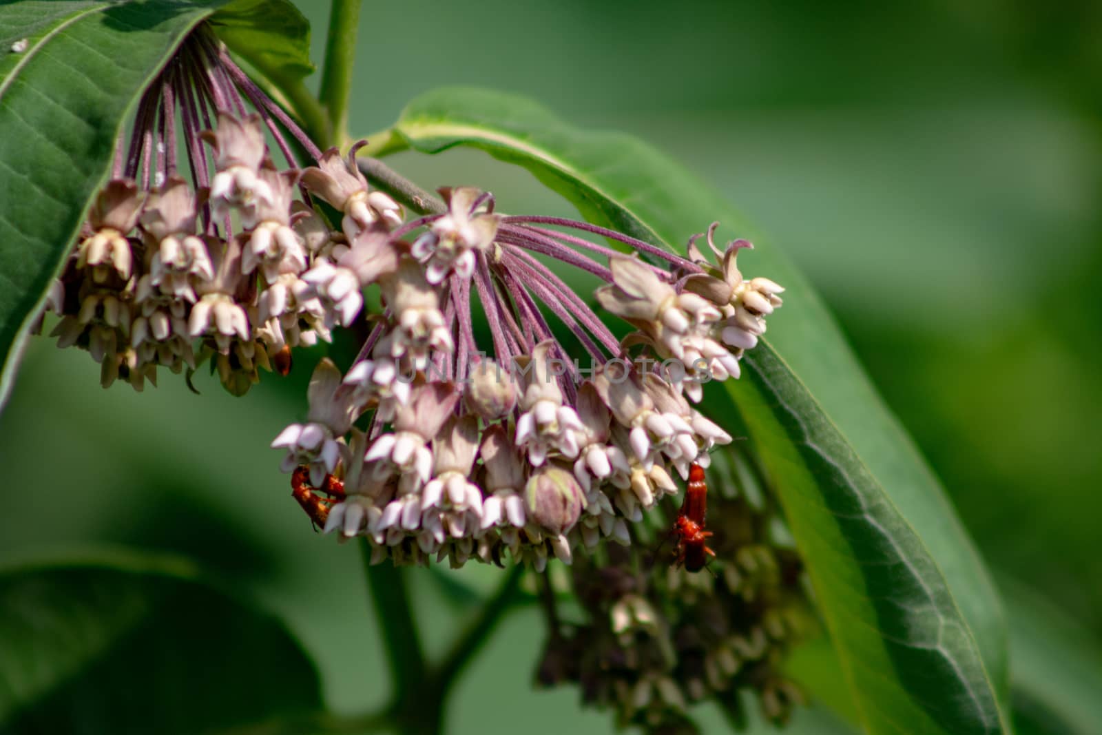 Pink flowers of Asclepias syriaca, commonly called common milk weed, butterfly flower, silk weed, silky swallow-wort, and Virginia silkweed, foliage and flowers by mynewturtle1