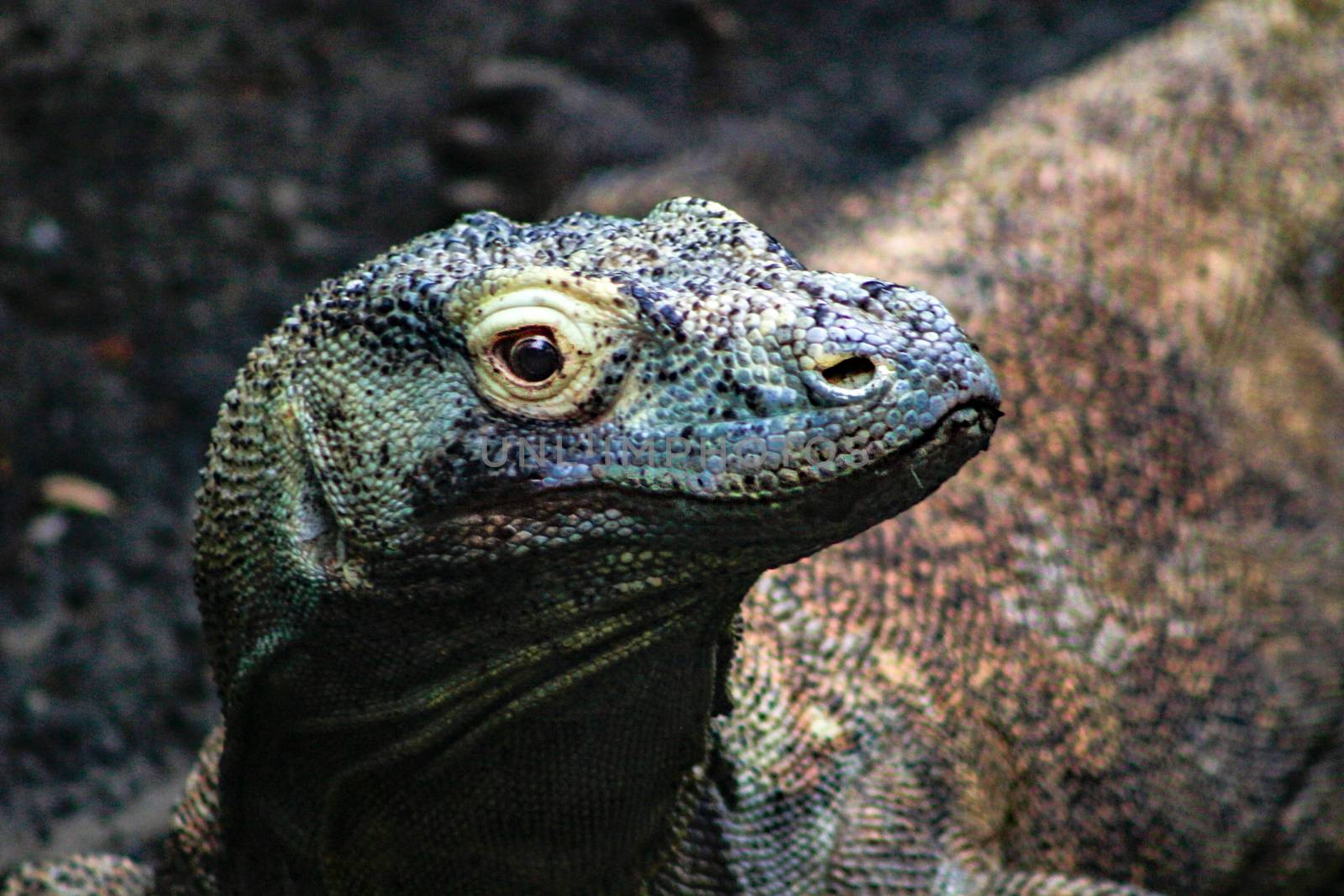 Komodo Dragon Varanus komodoensis . amazing venomous lizard by mynewturtle1