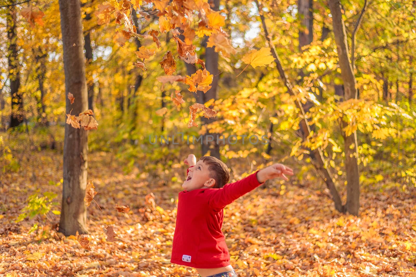 happy child throws up yellow autumn leaves in the forest