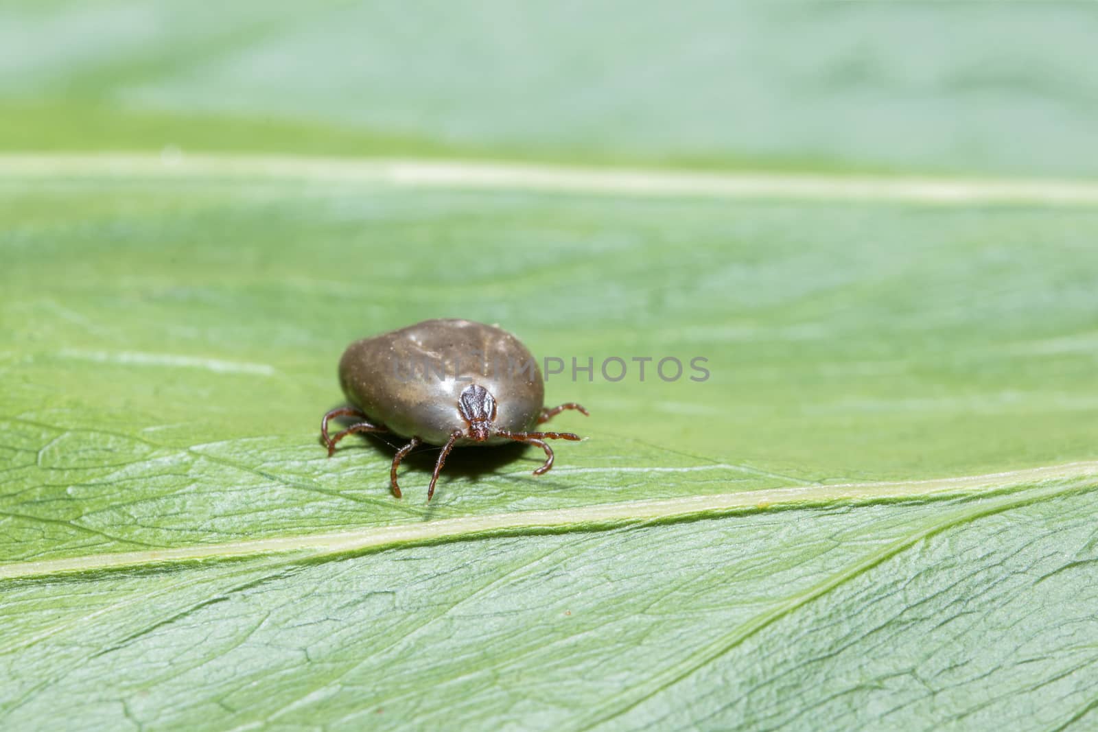 Close-up Haemaphysalis longicornis on leaves