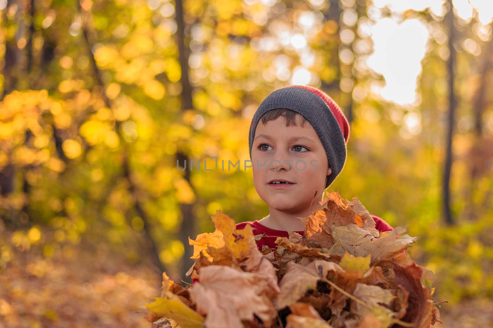 little boy in a hat stands in the autumn yellow forest with an armful of fallen leaves by chernobrovin