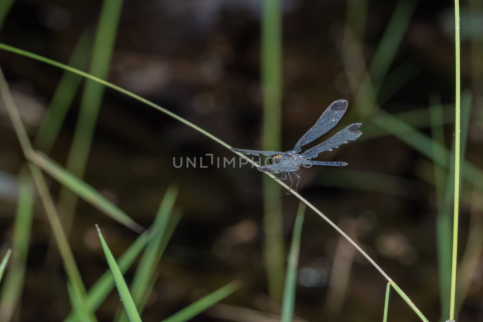 Macro dragonfly on grass