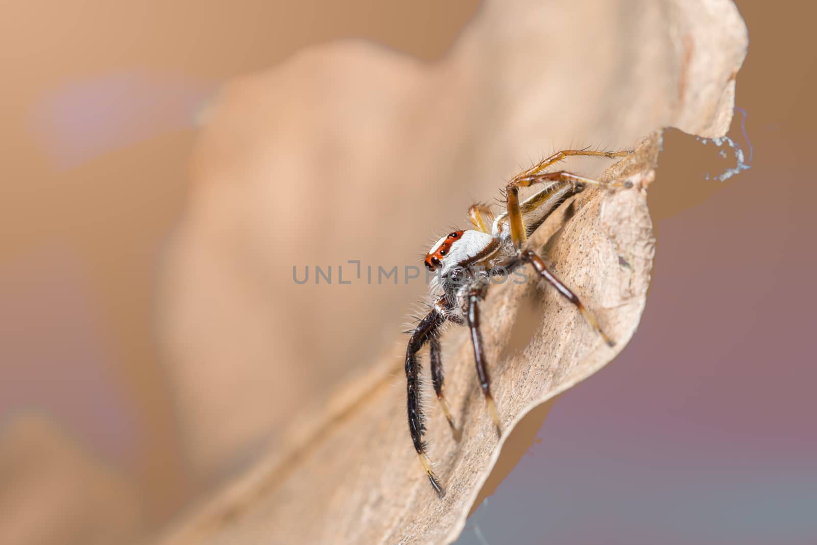 Macro spider on a branch of a leaf