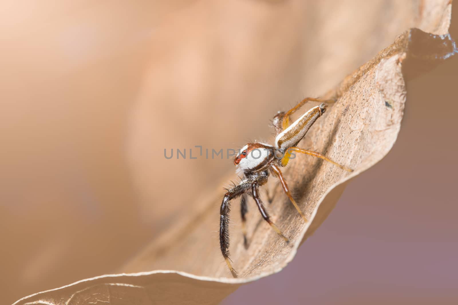 Macro spider on a branch of a leaf