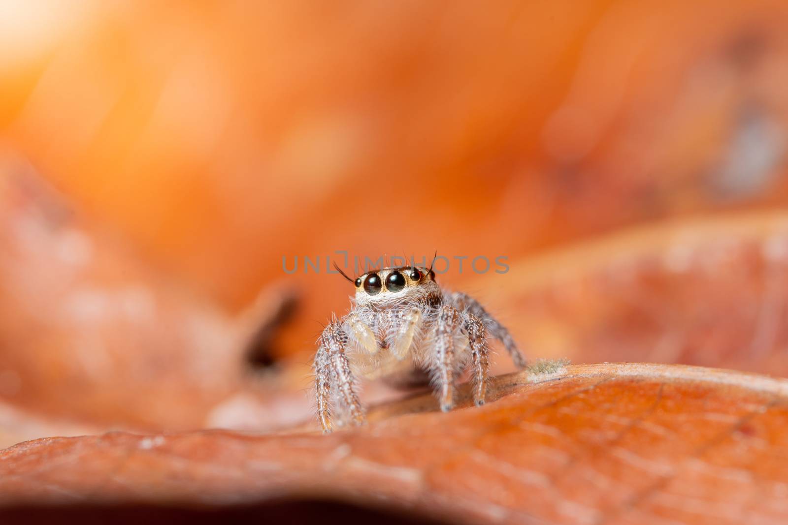 Spider on dry leaf