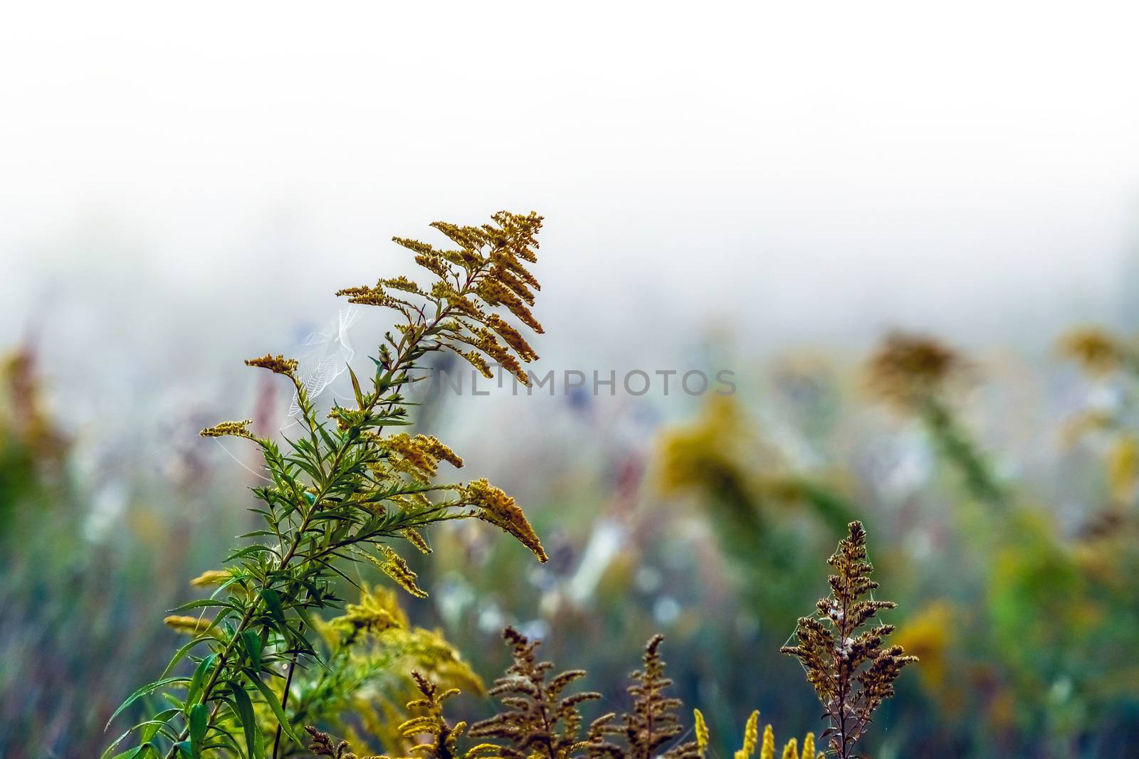 Stems of a wild flower, wet from morning fog, selective focus. copy space, landscape photo layout