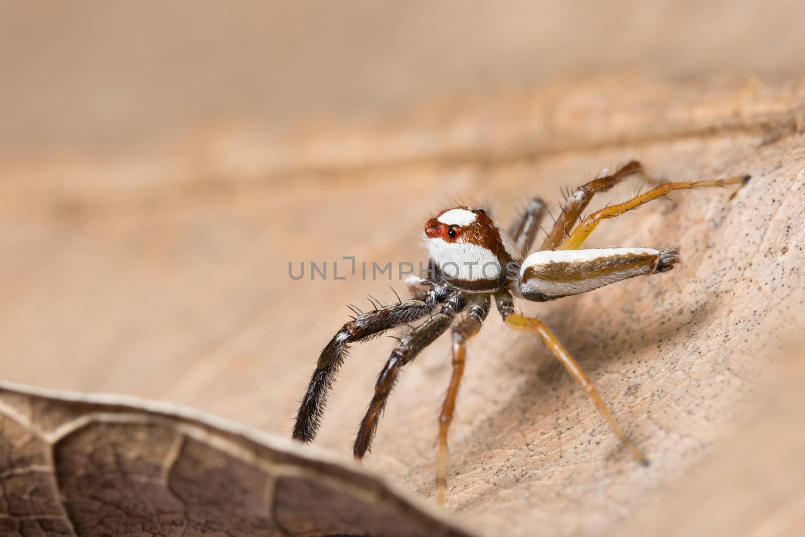 Macro spider on a branch of a leaf