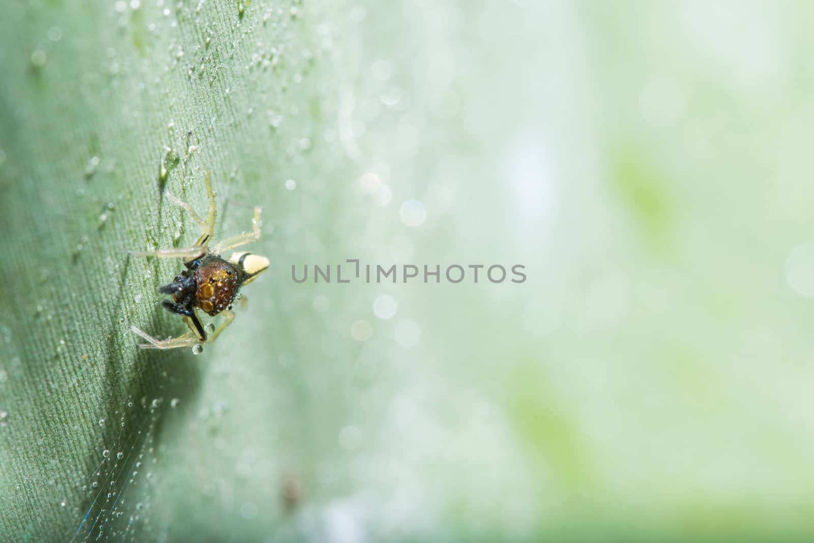 Macro spider on green leaf