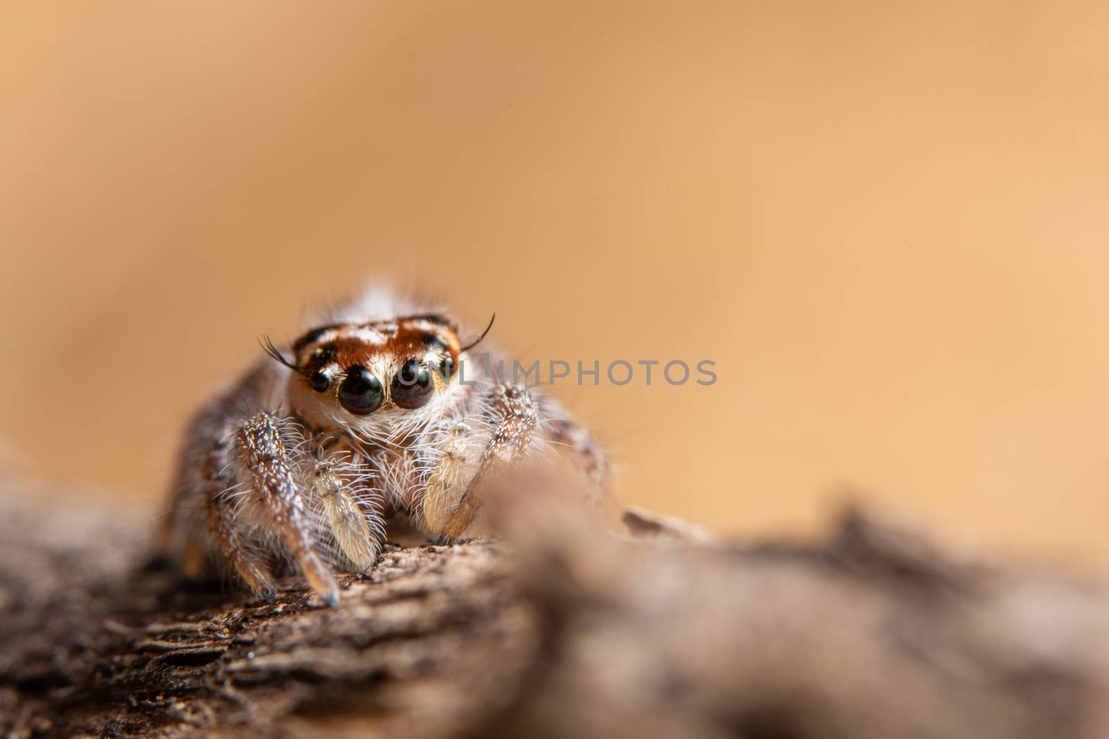 Spider on dry leaf