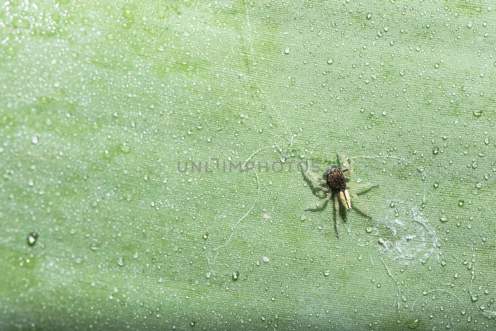 Macro spider on green leaf