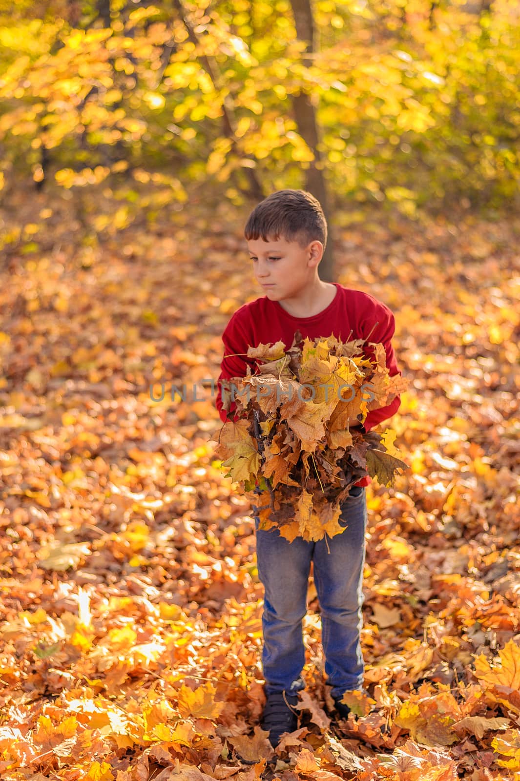 teenager boy stands thoughtfully on fallen leaves, holding in his hands a lot of yellow leaves by chernobrovin