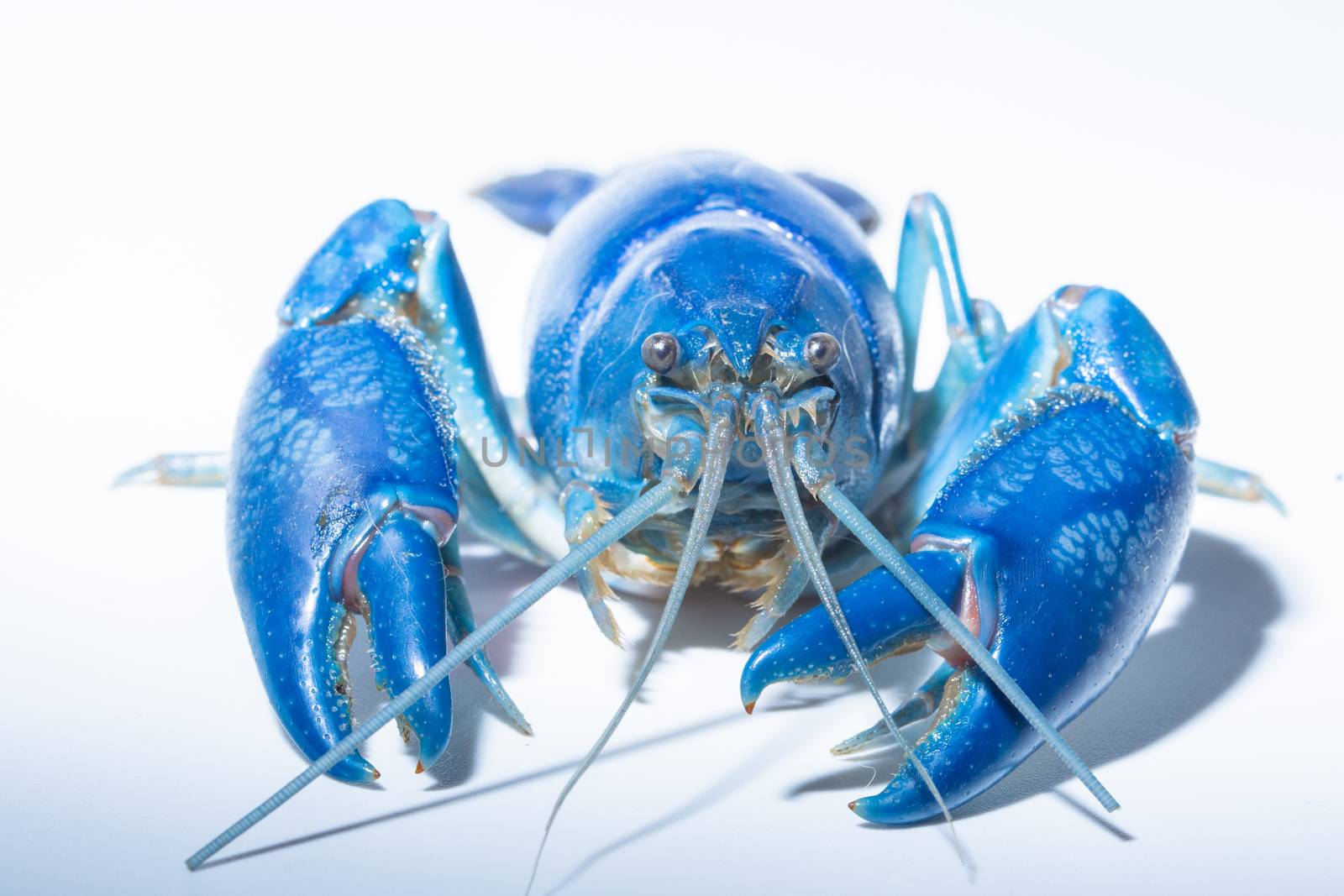 Crayfish blue (Cherax Destructor)