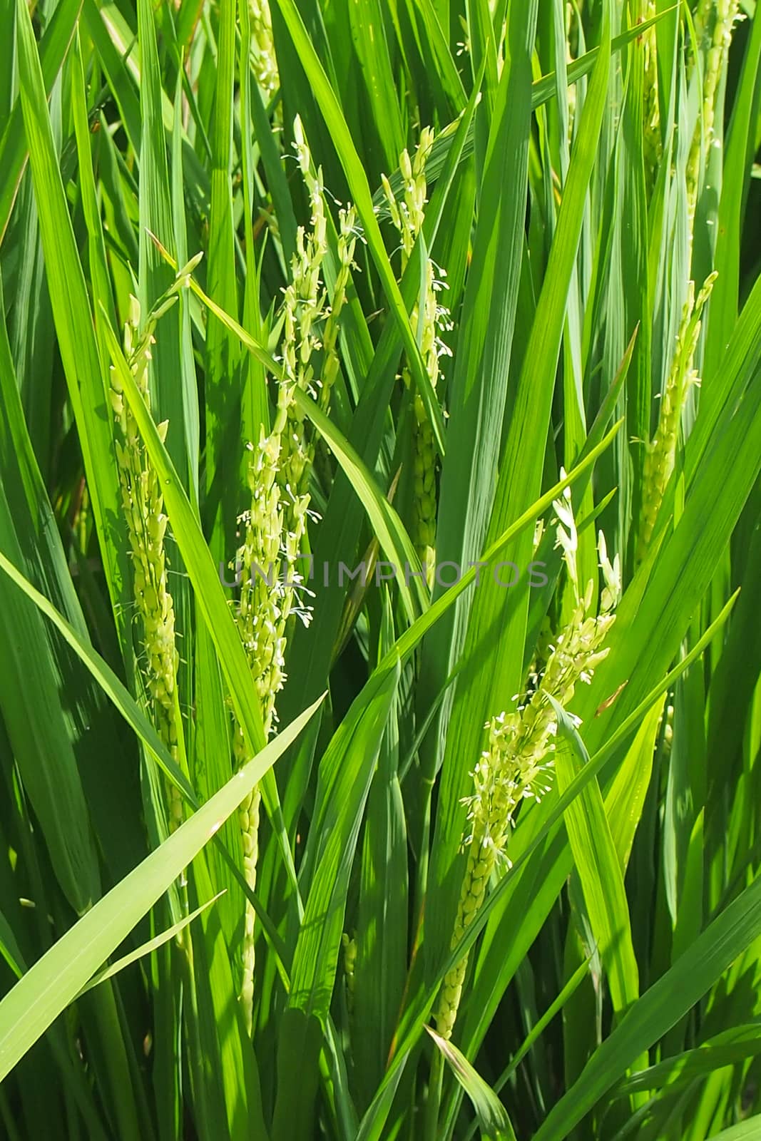 Green rice plant on country side by thattep