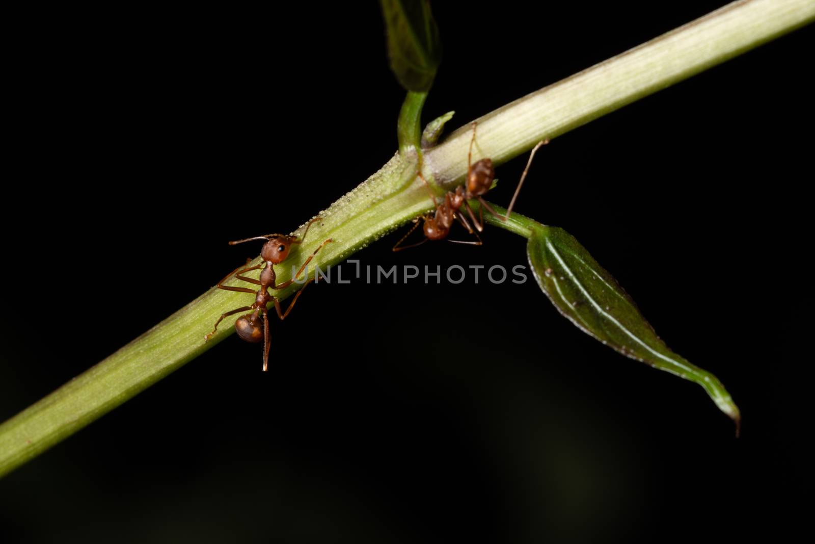 Macro ants on the branches