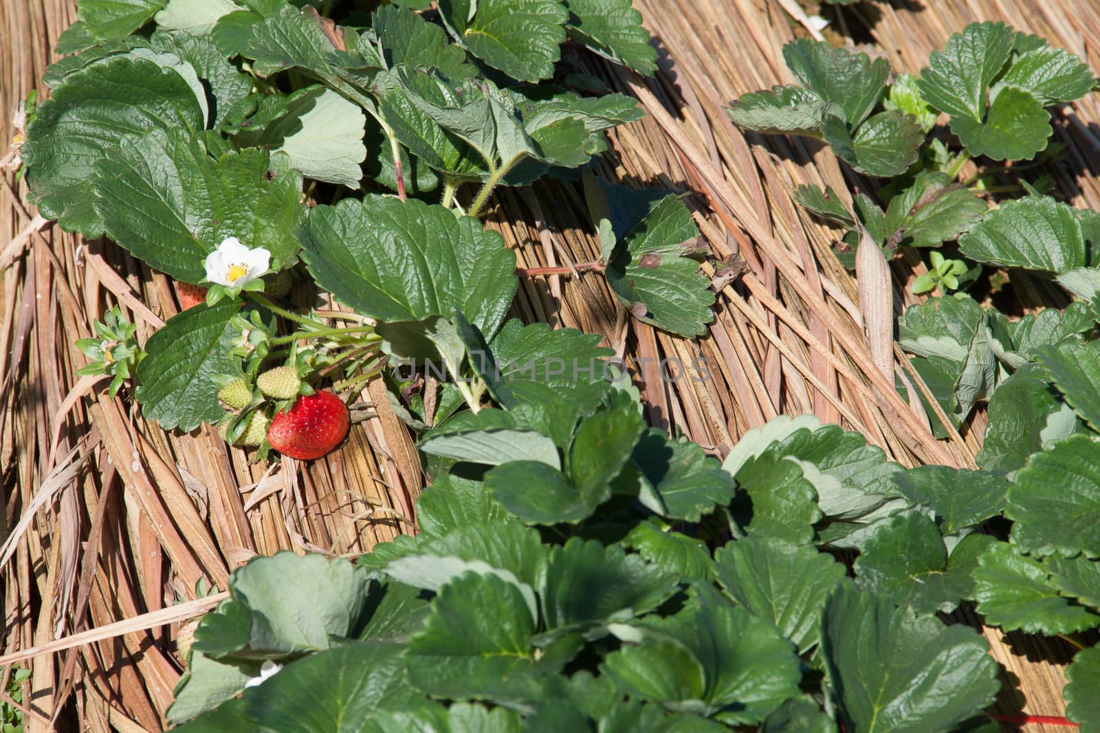 Garden Strawberry in the mountain plants by thattep