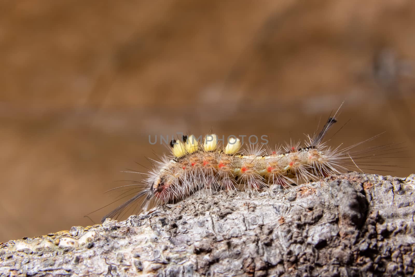 Macro Worm on a Branch