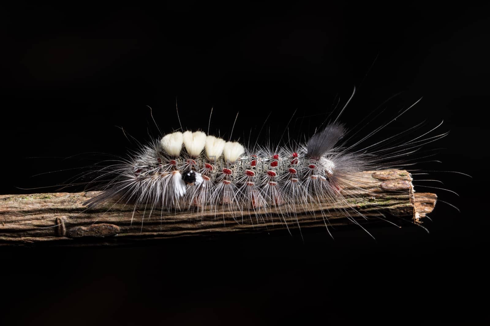 Macro Worm on a Branch