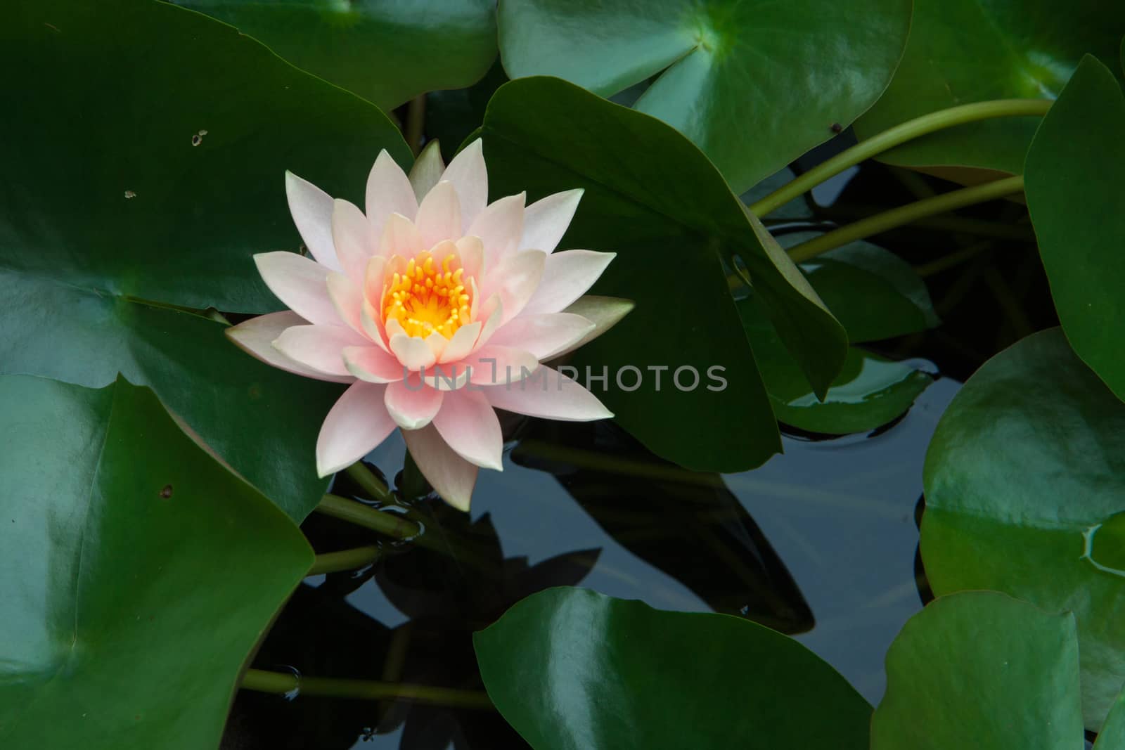 Pink bloom lotus in pond by thattep