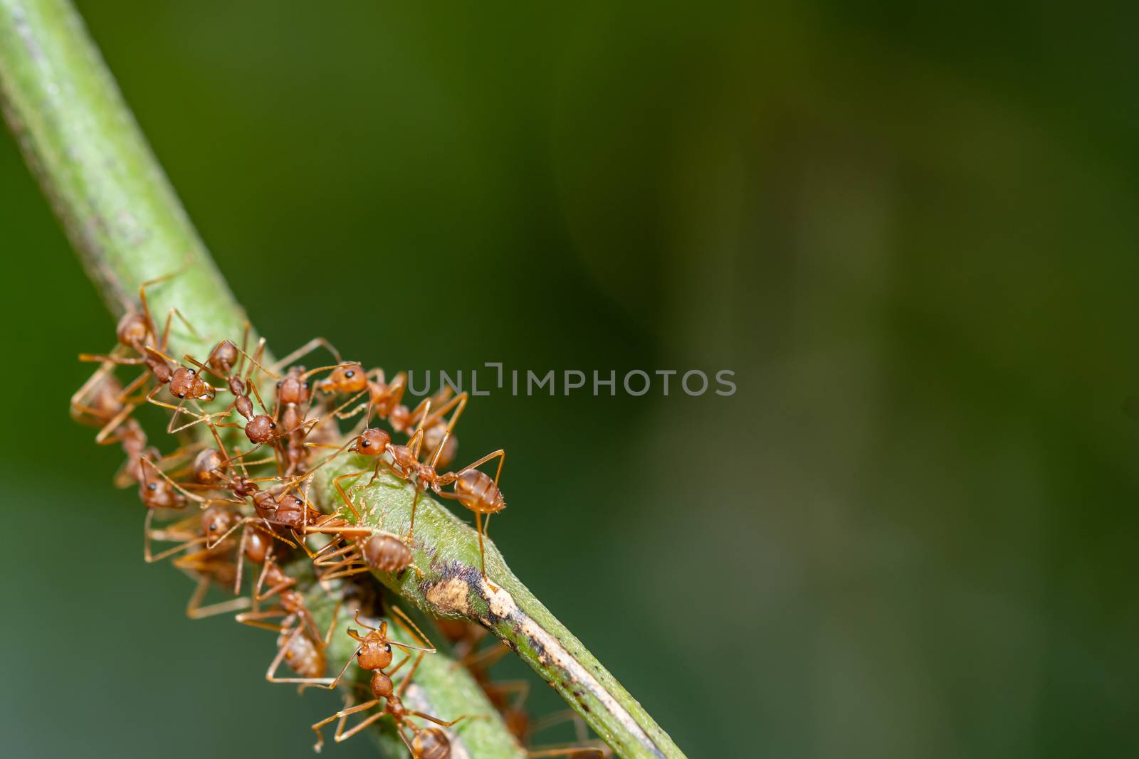 Red Ant on the Branch