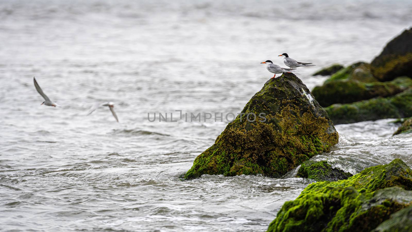 sea birds on rocks covered with seagrass and mud on the ocean coast