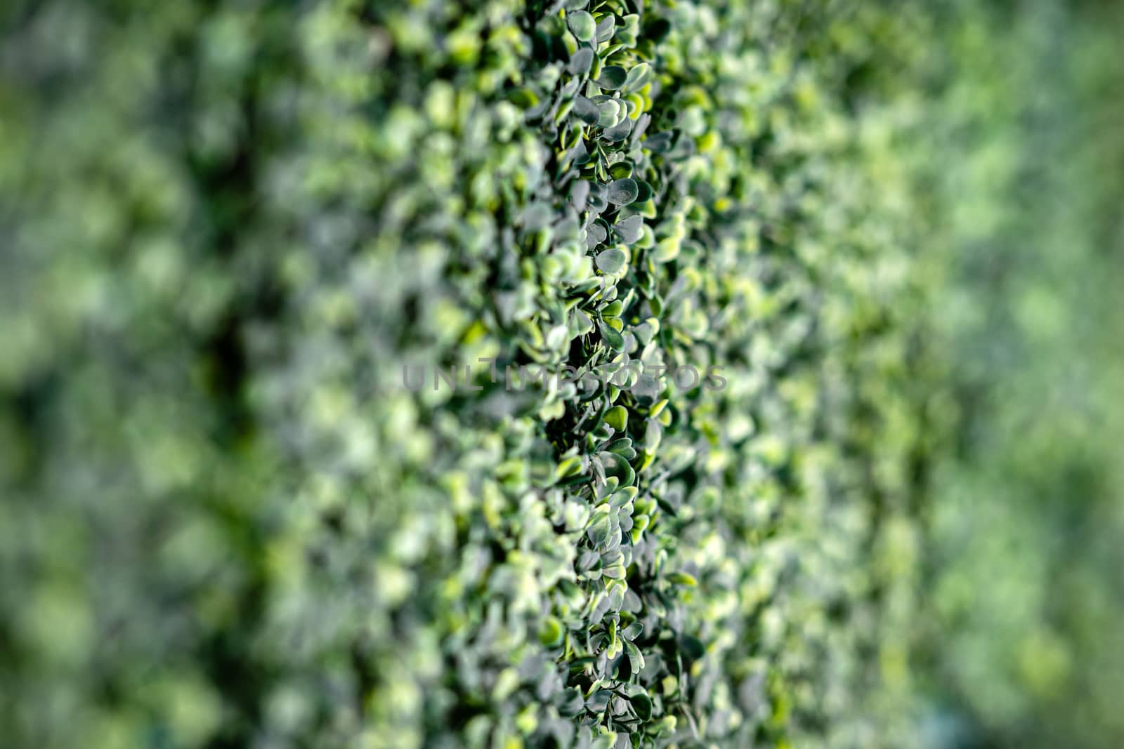selective focus close-up of decorative shrubs, plants and landscape design