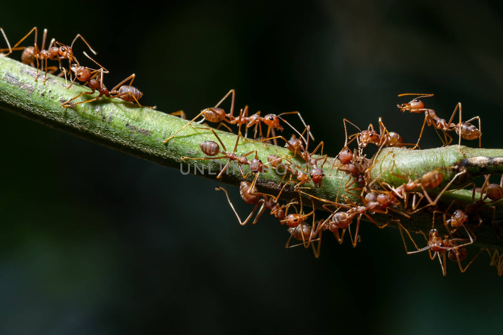 Macro Ants on Plants