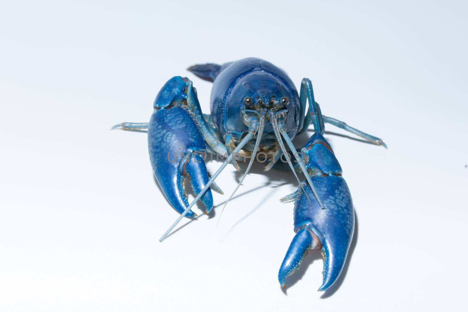 Crayfish blue (Cherax Destructor)