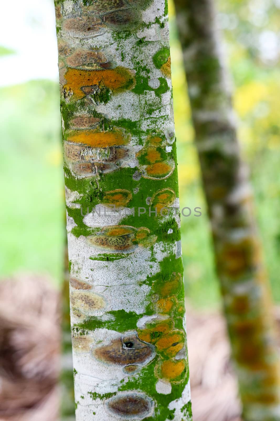 Fungal plant diseases on the bark of trees Causing the to grow slowly and may eventually die