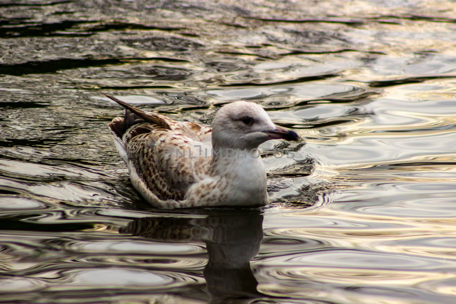 Seagull landing on the water close up shot, soft focus, reflection on water