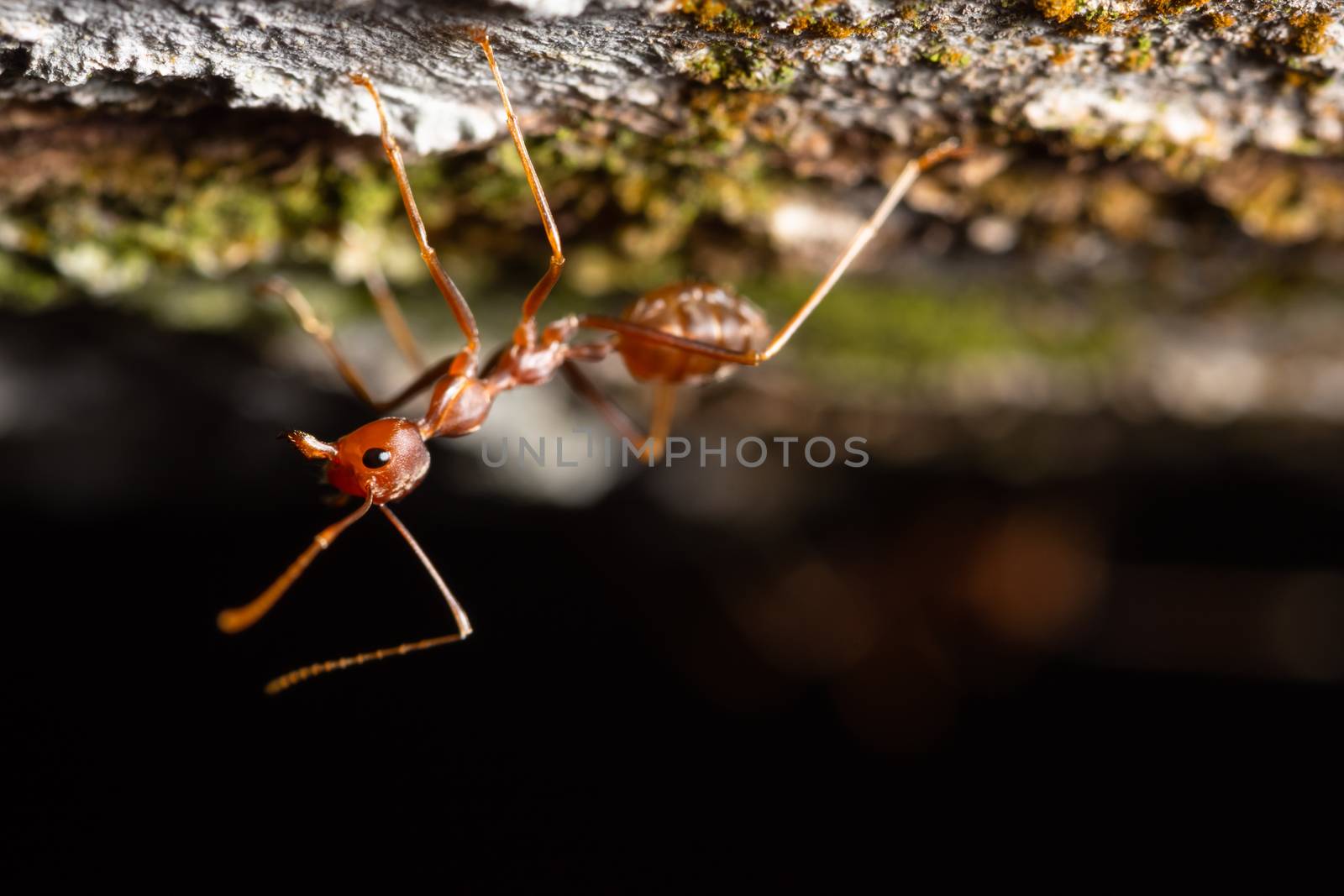 Macro ants on the branches