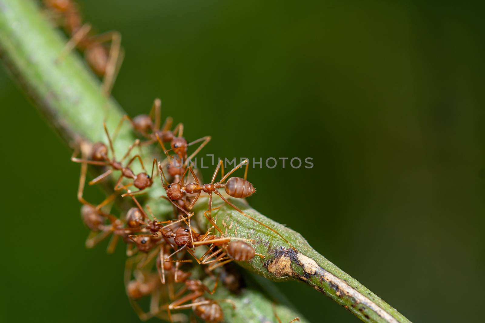 Macro Ants on Plants