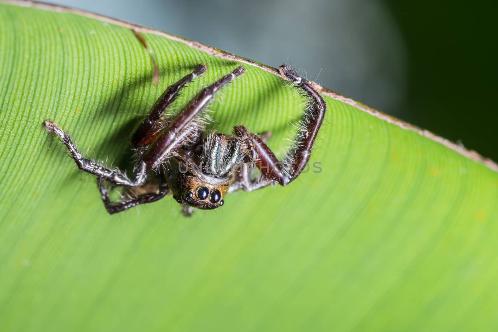 Macro spider on green leaf