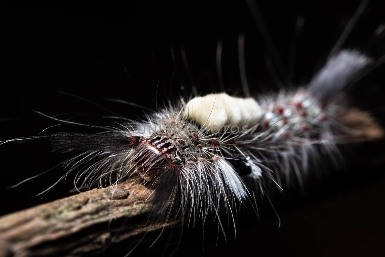 Macro Worm on a Branch