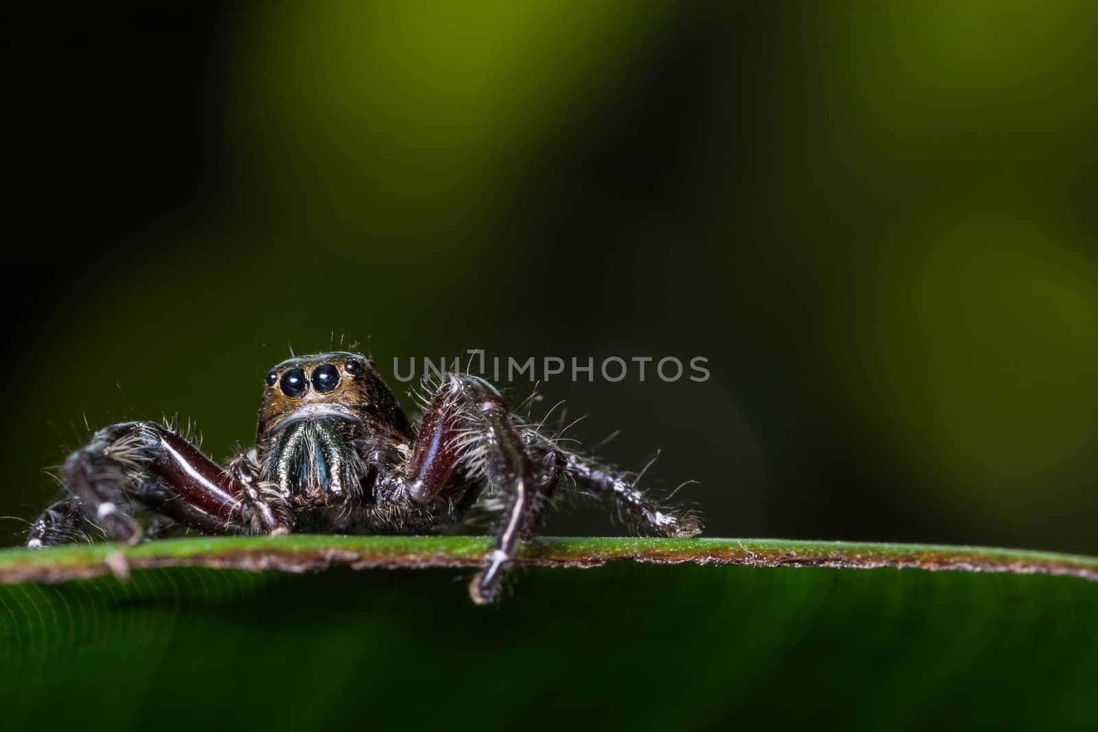 Macro spider on green leaf by Aukid