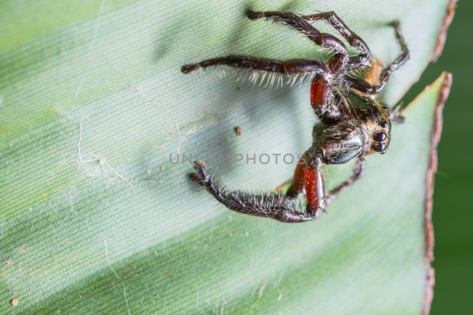 Macro spider on green leaf