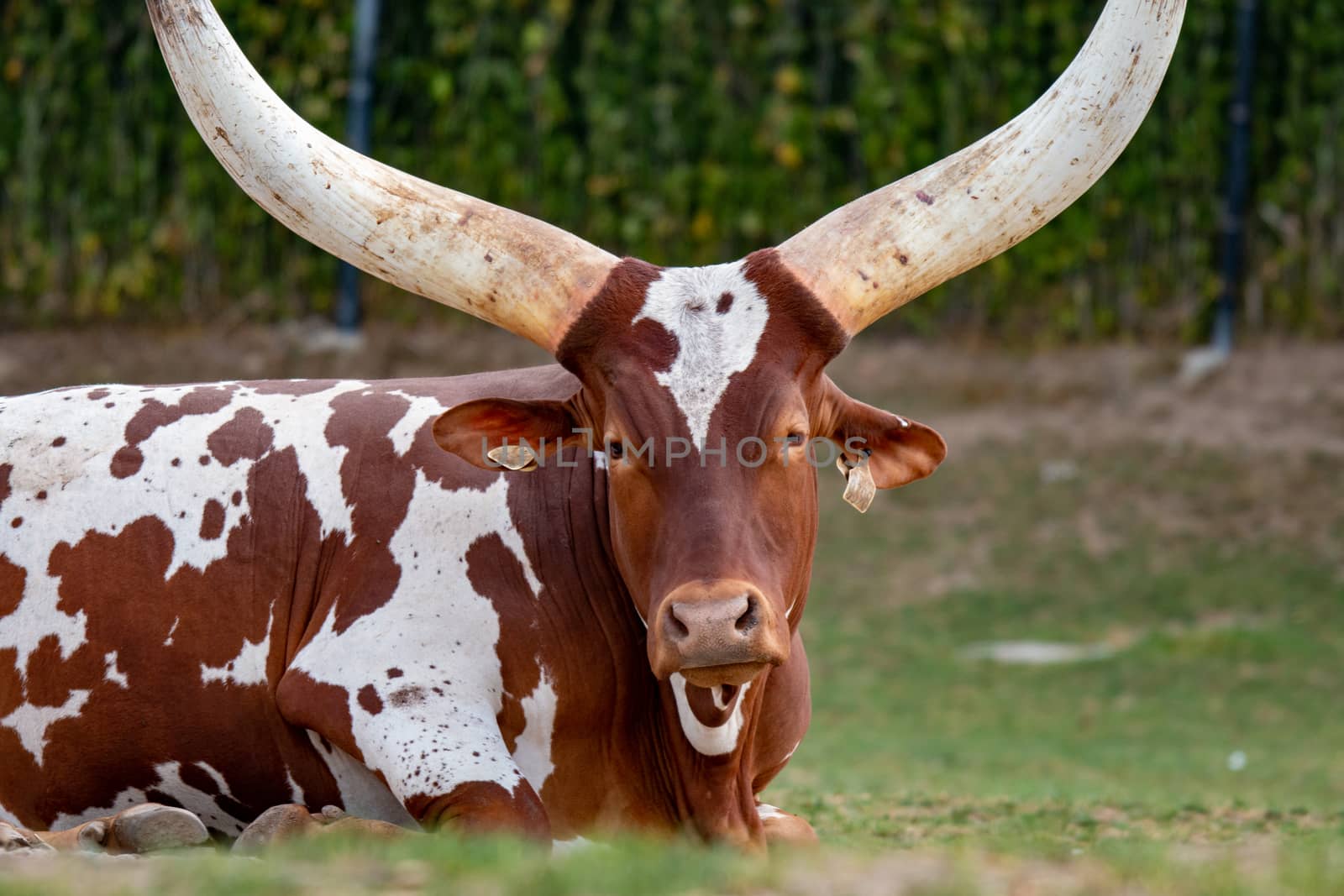 Ankole Longhorn Cattle/ankole Cow With Huge Horns. by mynewturtle1