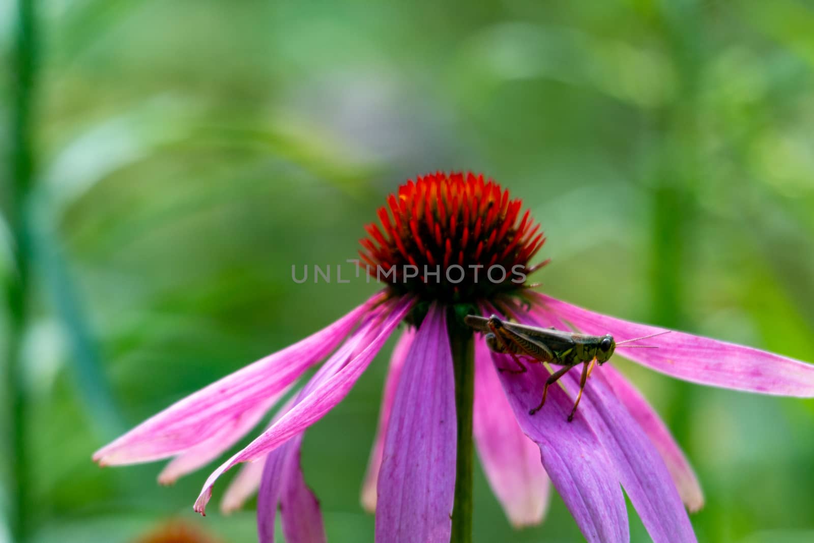 Grasshopper on coneflower. Cute red-legged grasshopper resting on top of a cone flower, beautiful shades of pink, purple, orange and green, great nature or
