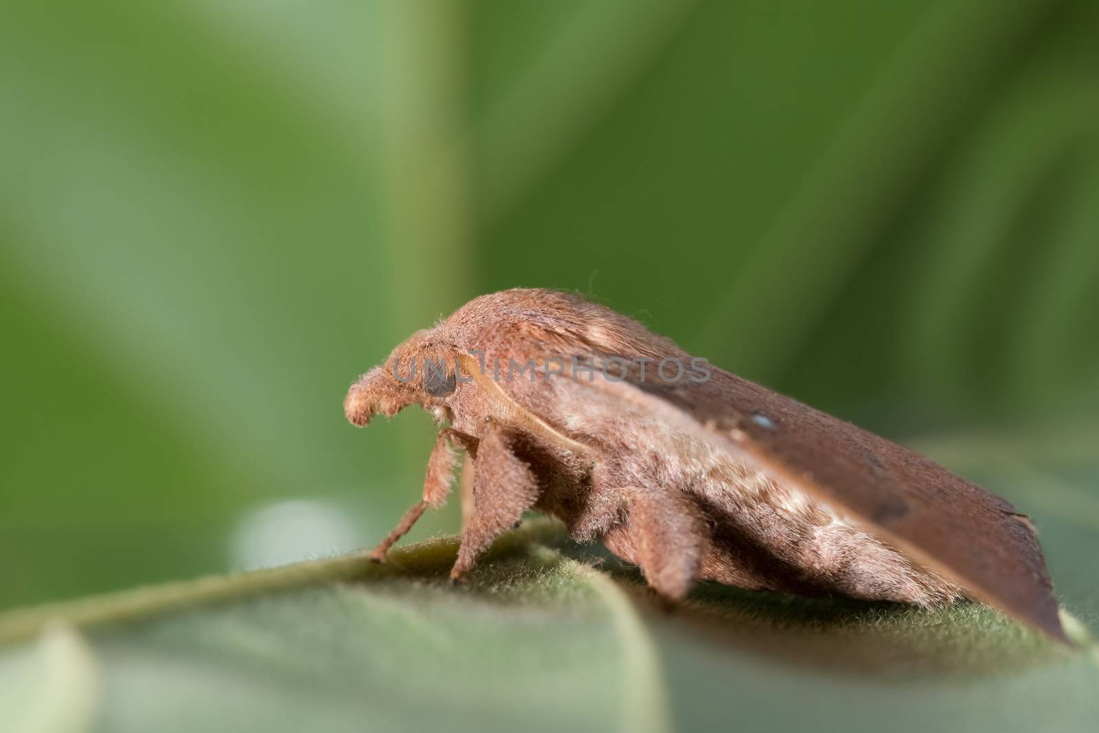 Moth on the leaf