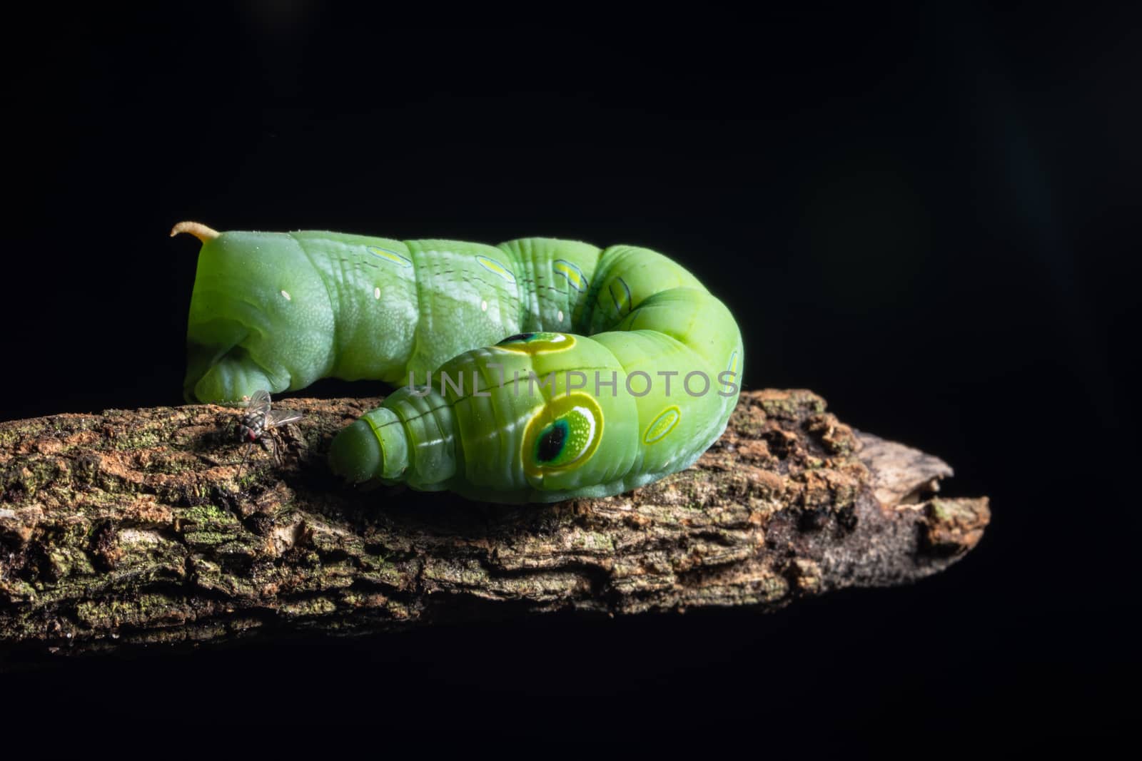 Macro green worm on a branch