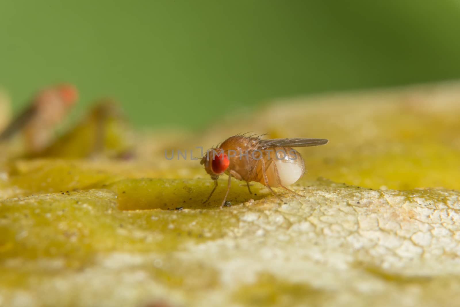 Drosophila macro is on the plant.